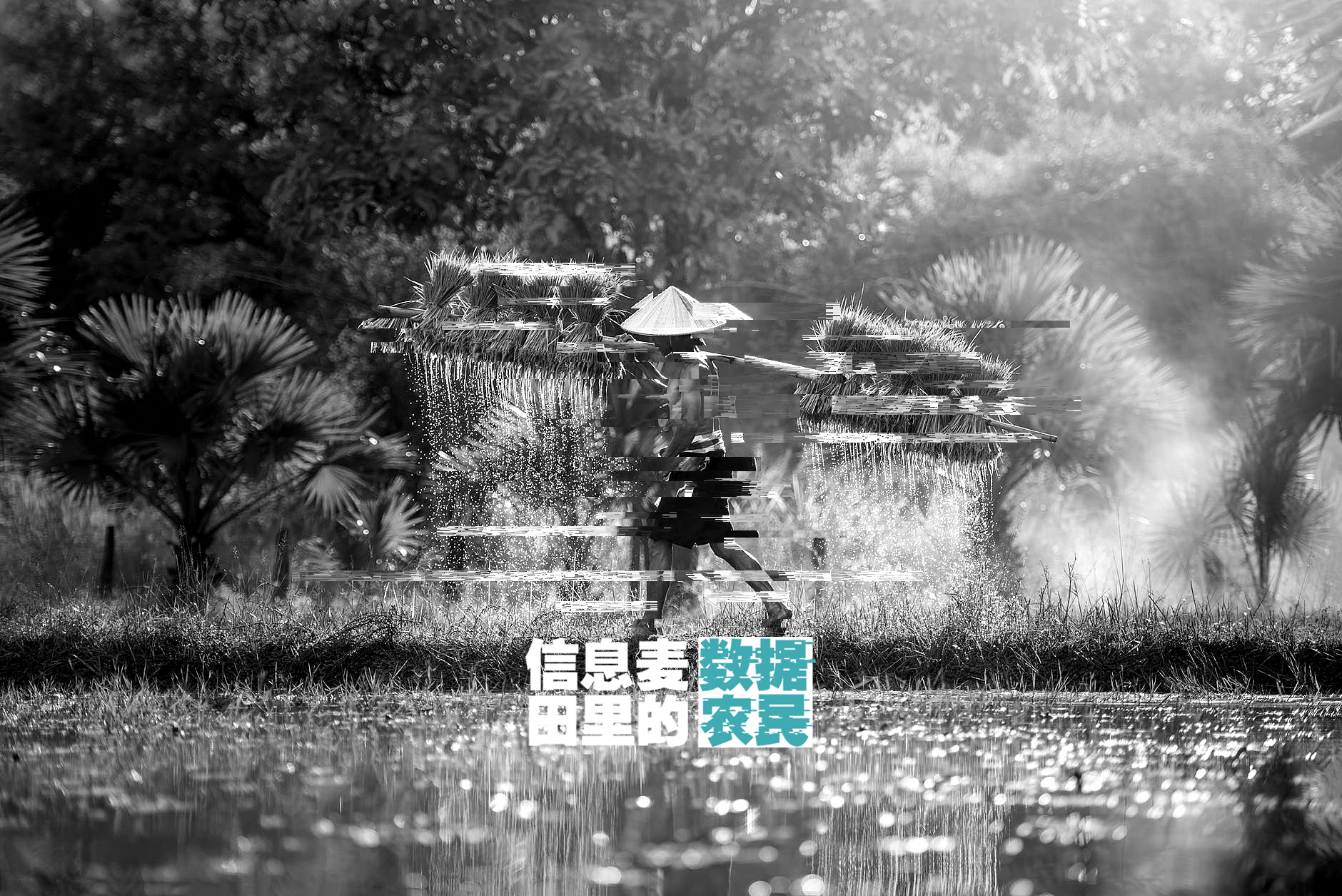 信息麦田里的数据农民